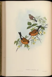Pyrrhula aurantia = Pyrrhula aurantiaca